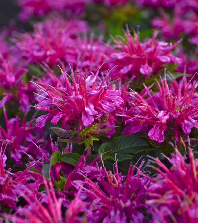 Bee Balm Pardon My Purple